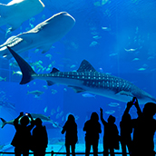 VRで水族館に行ける？幻想的な世界を自宅で楽しもう