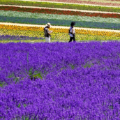 気軽に北海道観光！「VIRTUAL HOKKAIDO」でできること