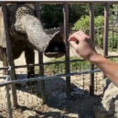 【12月14日まで】群馬サファリパーク「VR体験割」キャンペーン