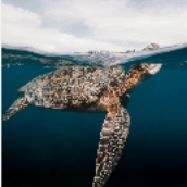 VRで“地球の自然”を体験！「ZUKAN MUSEUM VLA powered by 小学館の図鑑NEO」公開